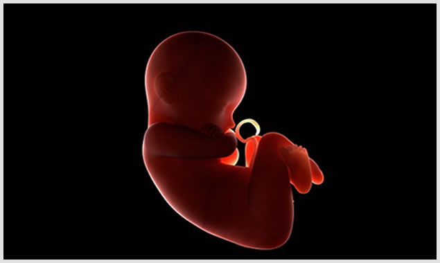 VIDEO: Murine Model for Hemolytic Disease of the Fetus and Newborn -  Transfusion News