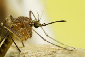 Side View Mosquito Portrait