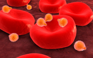 Conceptual image of malaria parasites within red blood cells.