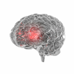 Transparent human Brain isolated on white background
